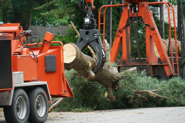 Best Tree Removal Near Me  in Coleman, MI